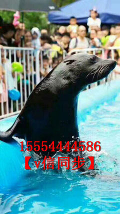 海獅海豹表演活動火爆租賃出租馬戲團(tuán)表演項(xiàng)目