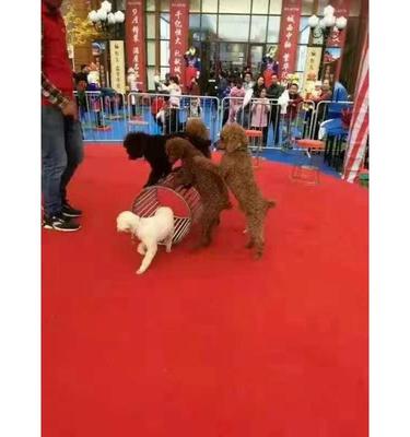 馬戲團(tuán)出租公司 小馬戲出租電話多少