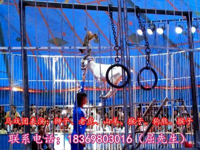 陜西省渭南市哪里有出租海獅表演、馬戲團(tuán)表演的呀!