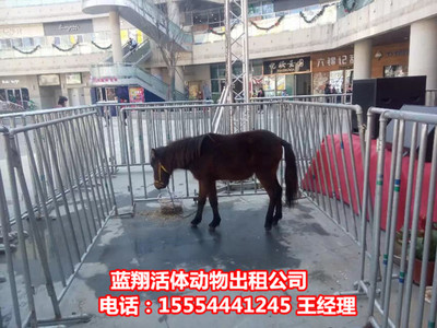 出租活體企鵝出租馬戲團福建省 。