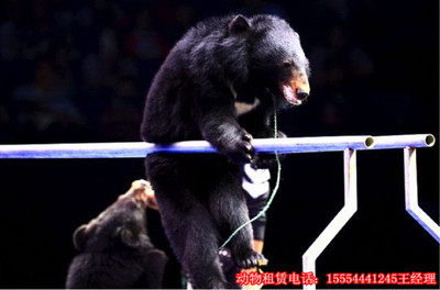 精彩馬戲團表演出租(節(jié)目單有什么)