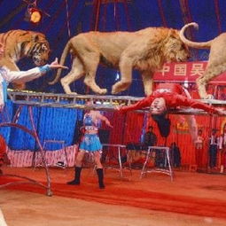 馬戲團雜技表演皇家馬戲團表演租賃