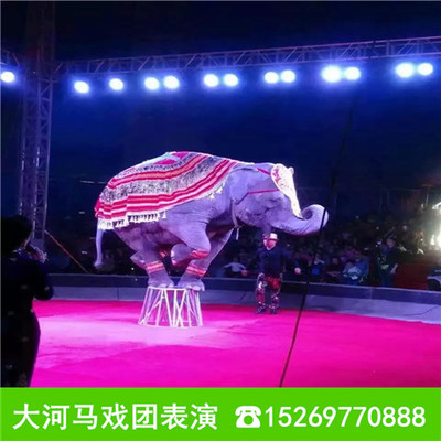 海口羊駝出租 萌寵動物租賃