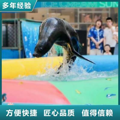 海洋主題動(dòng)物表演-企鵝出租講究信譽(yù)