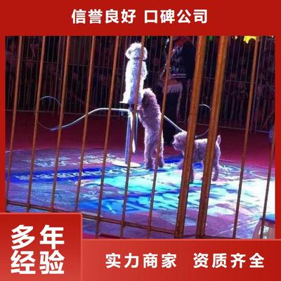 馬戲團(tuán)/羊駝馬戲團(tuán)表演正規(guī)公司