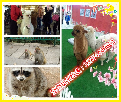 澳洲進(jìn)口羊駝、矮馬哪里有賣的、武穴市_動物表演出租_馬戲團(tuán)動物表演_羊駝租賃_山東金鵬珍禽養(yǎng)殖場 - 商國互聯(lián)網(wǎng)