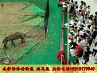 馬戲團(tuán)表演出租、獅虎表演及冰雕展出租賃全方位指南